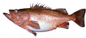 Rigs-BocaccioRockfish-AOGHS rigs to reefs